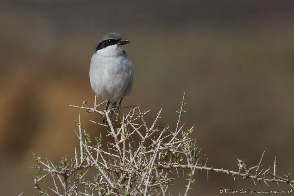 Great Grey Shrikeadult, identification