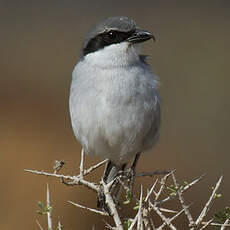 Great Grey Shrike