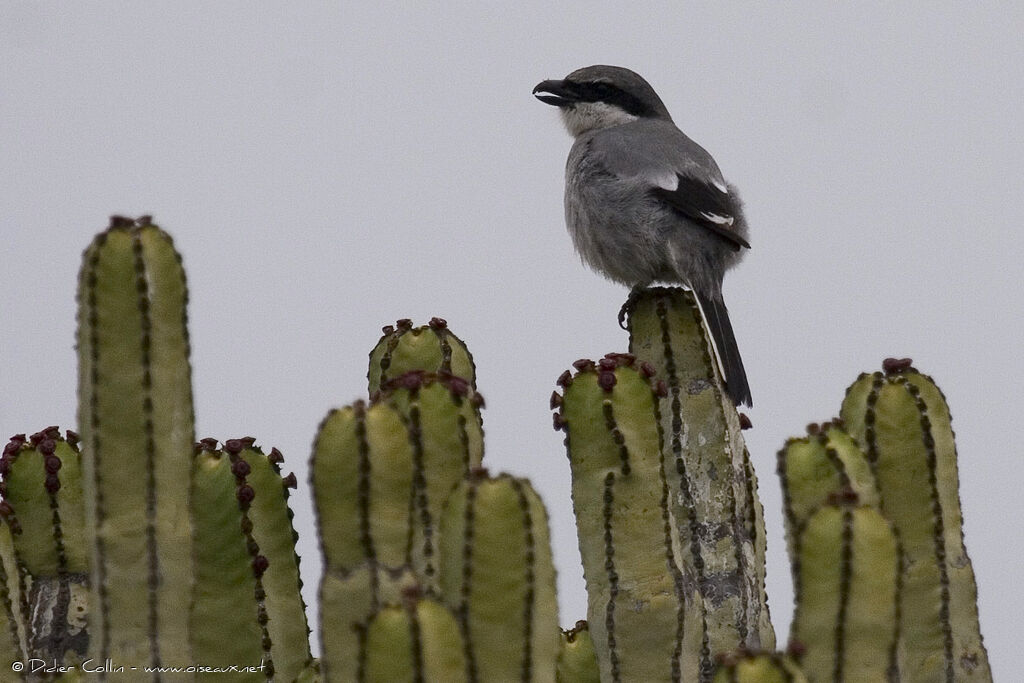 Great Grey Shrike