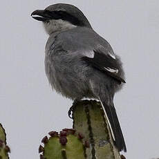 Great Grey Shrike