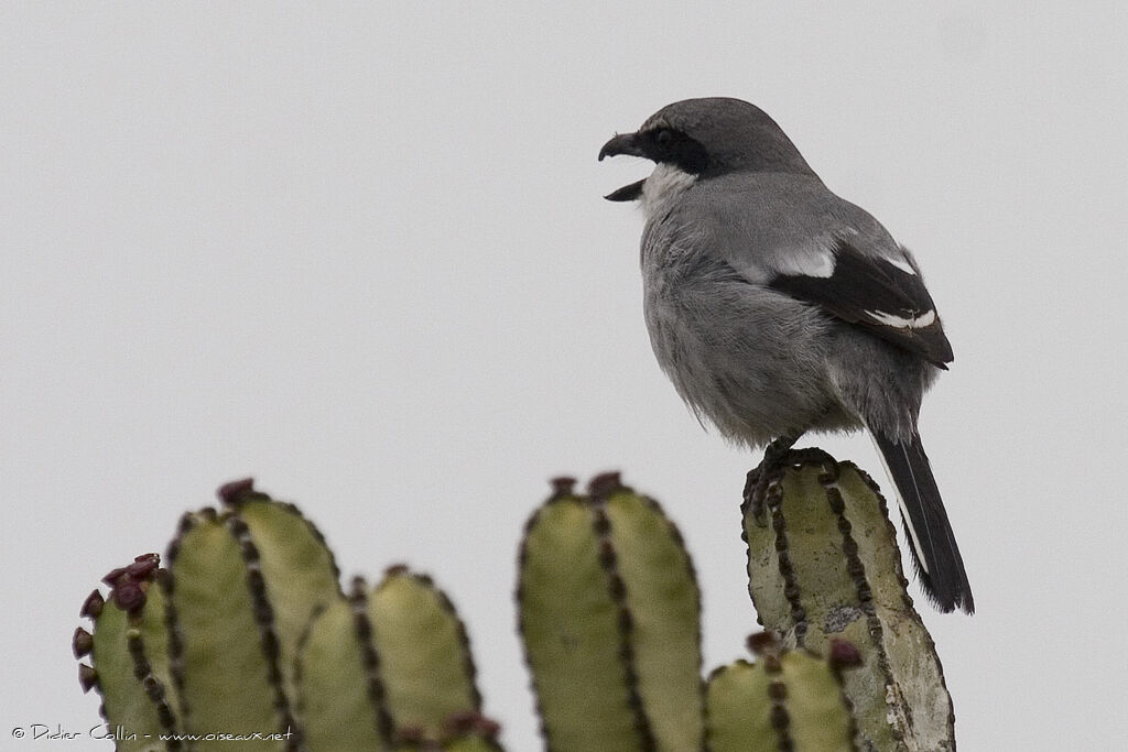 Great Grey Shrike