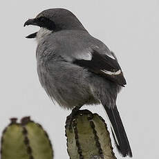 Great Grey Shrike