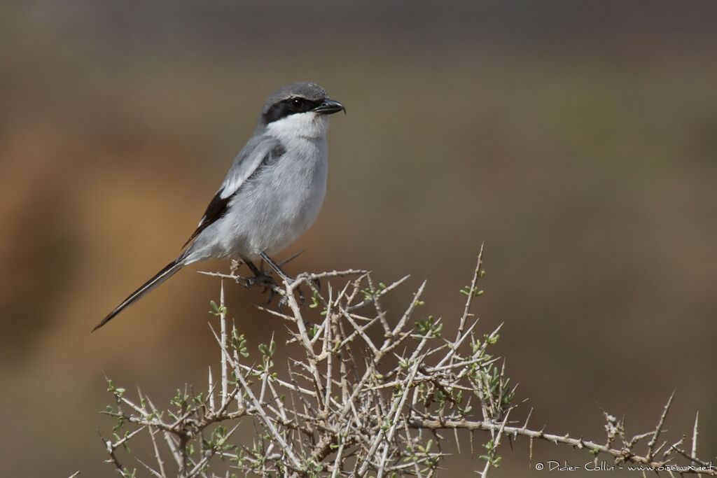 Great Grey Shrikeadult, habitat