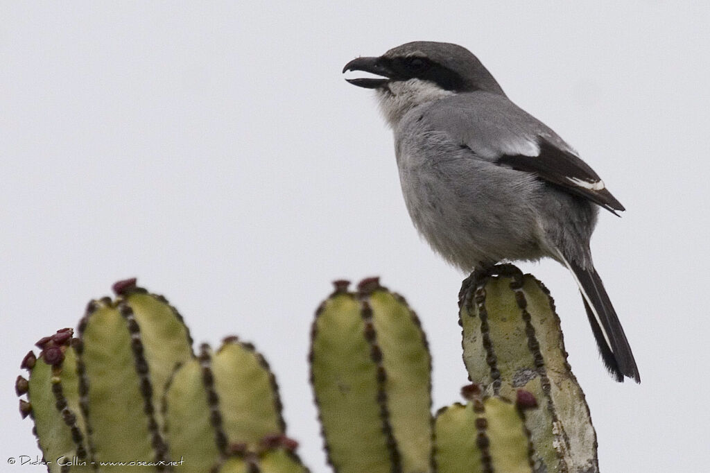 Great Grey Shrike, identification