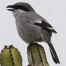 Great Grey Shrike