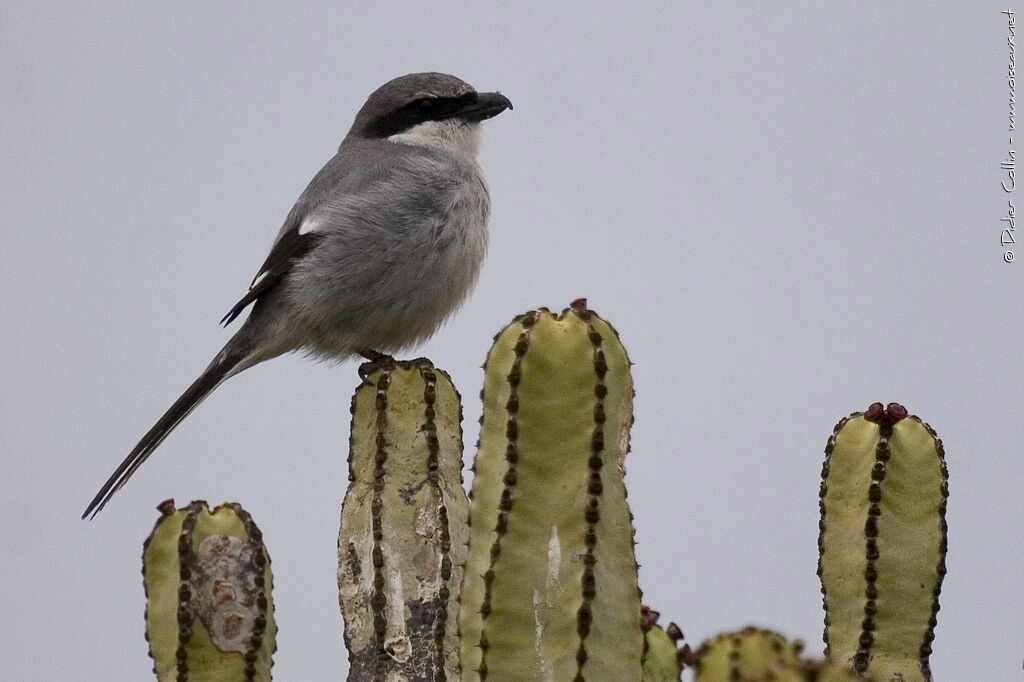 Pie-grièche grise, identification