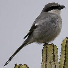 Great Grey Shrike