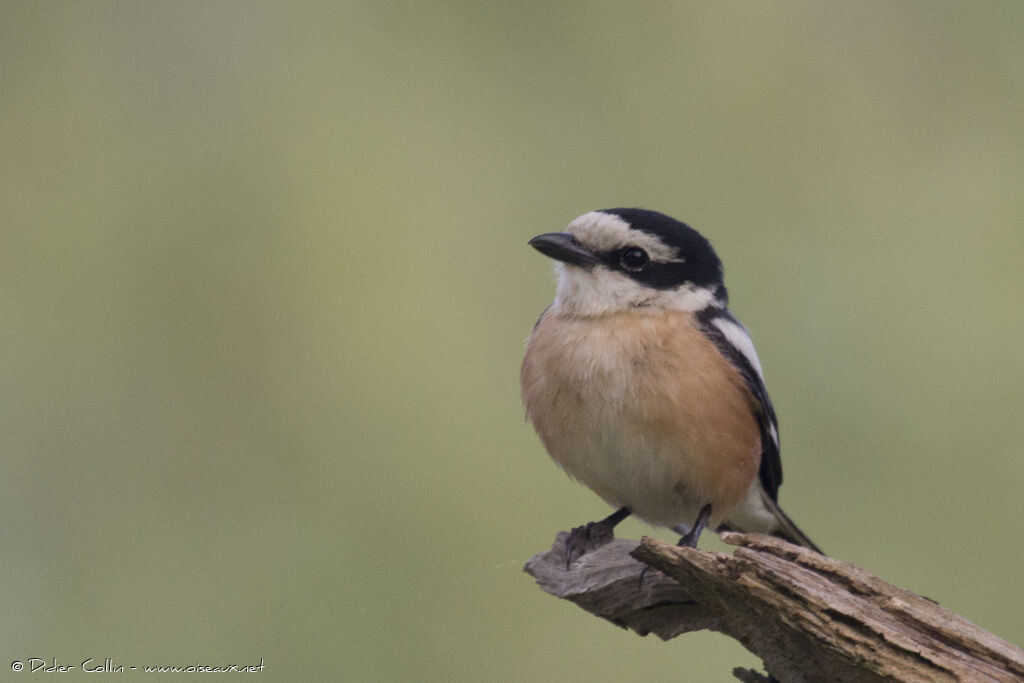 Masked Shrike male adult, identification