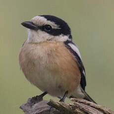 Masked Shrike