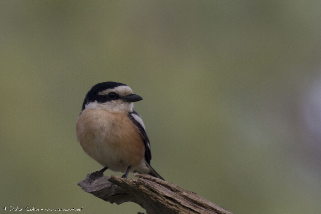 Masked Shrike male adult, identification