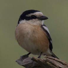 Masked Shrike