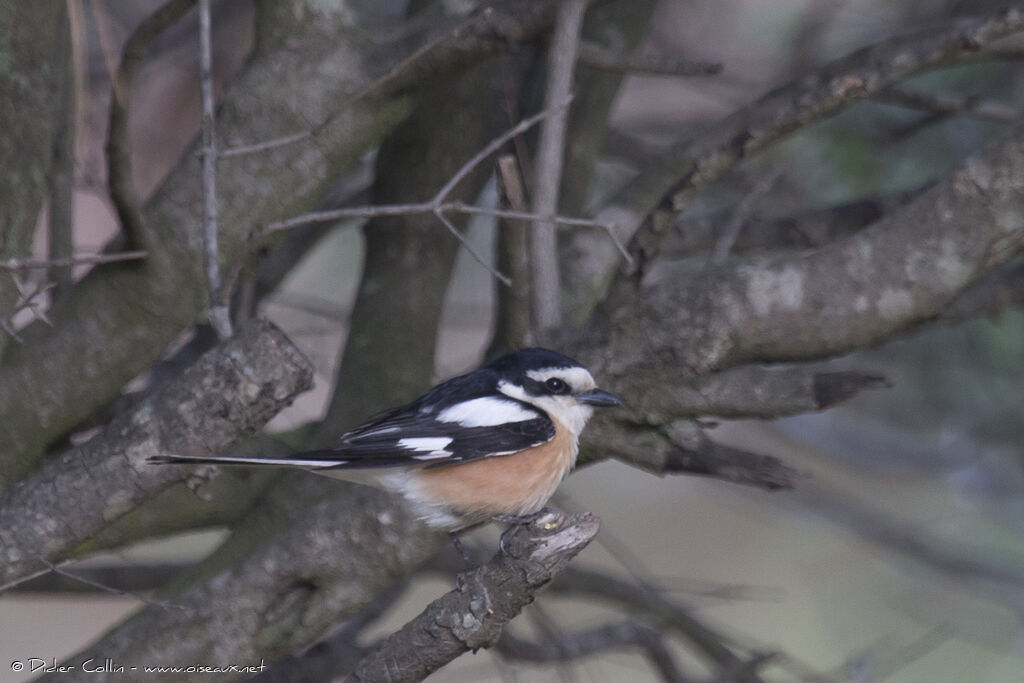 Masked Shrike male adult, identification