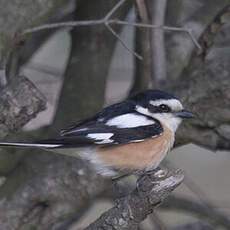 Masked Shrike