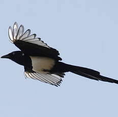 Eurasian Magpie