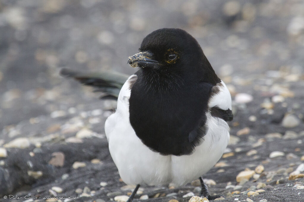 Eurasian Magpie