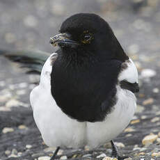 Eurasian Magpie