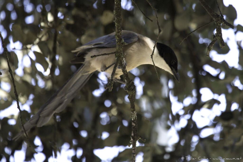 Iberian Magpieadult