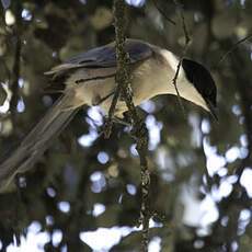 Iberian Magpie