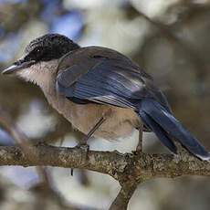 Iberian Magpie