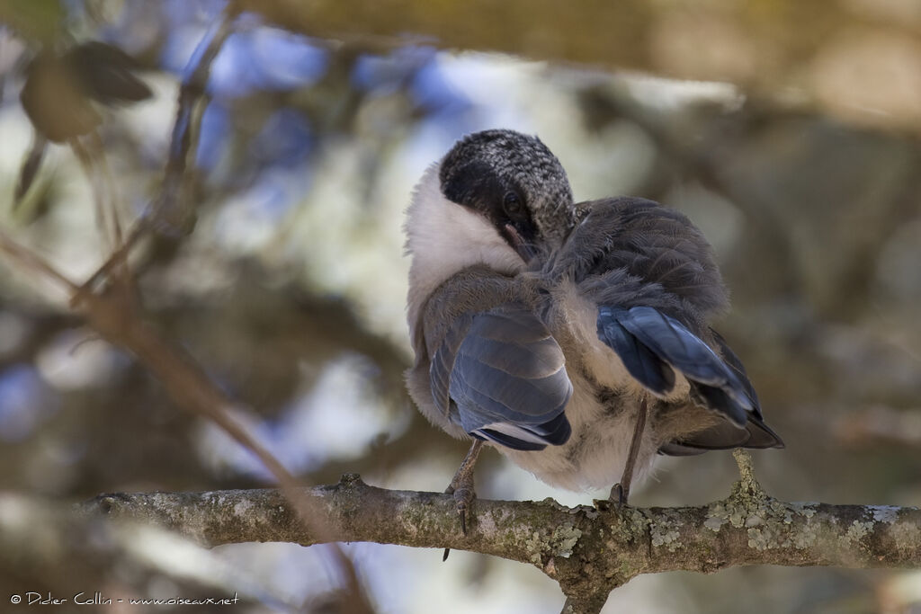 Iberian Magpie