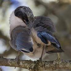 Iberian Magpie