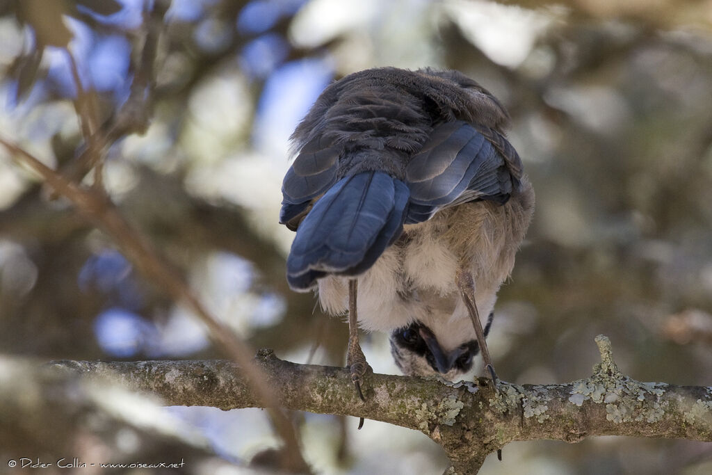 Iberian Magpie