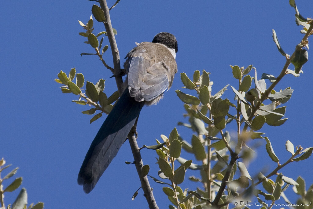 Iberian Magpie