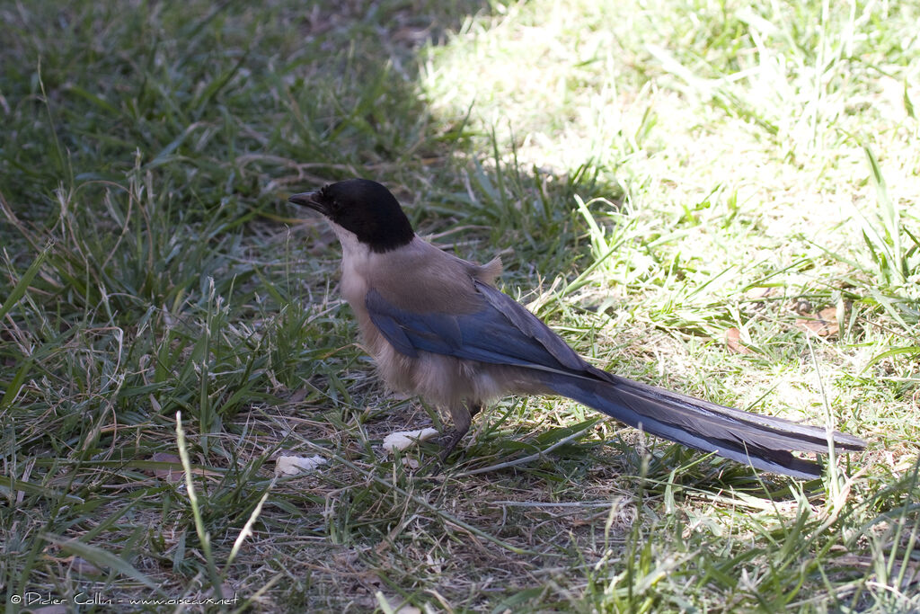 Pie ibérique, identification