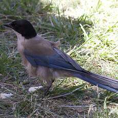 Iberian Magpie