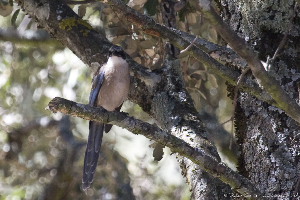 Iberian Magpie, identification