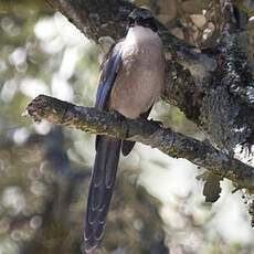 Iberian Magpie