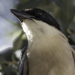 Pie Ibérique Cyanopica Cooki