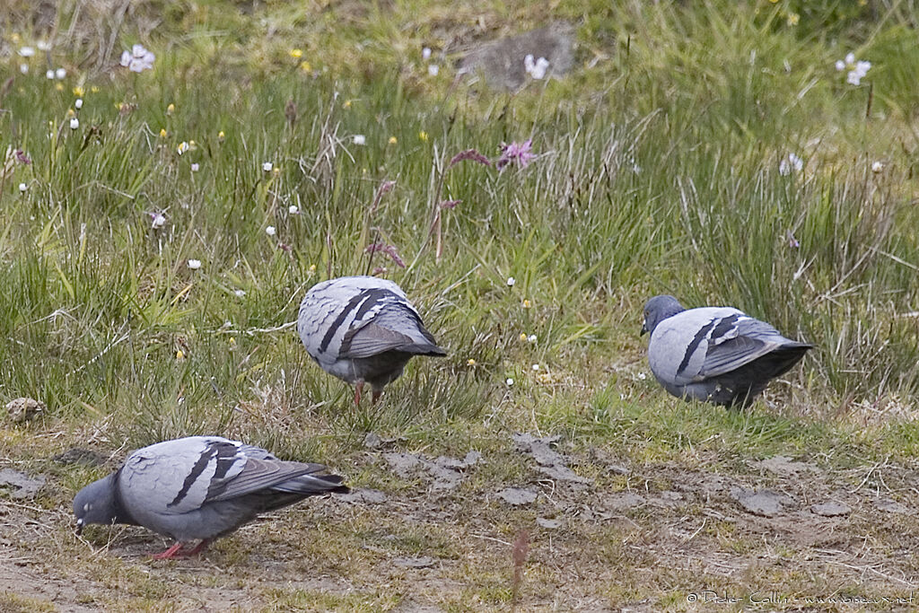 Pigeon biset, identification