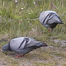Pigeon biset