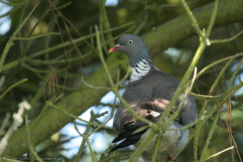 Pigeon ramier, identification