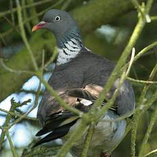 Common Wood Pigeon