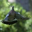 Pigeon ramier