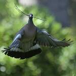 Pigeon ramier