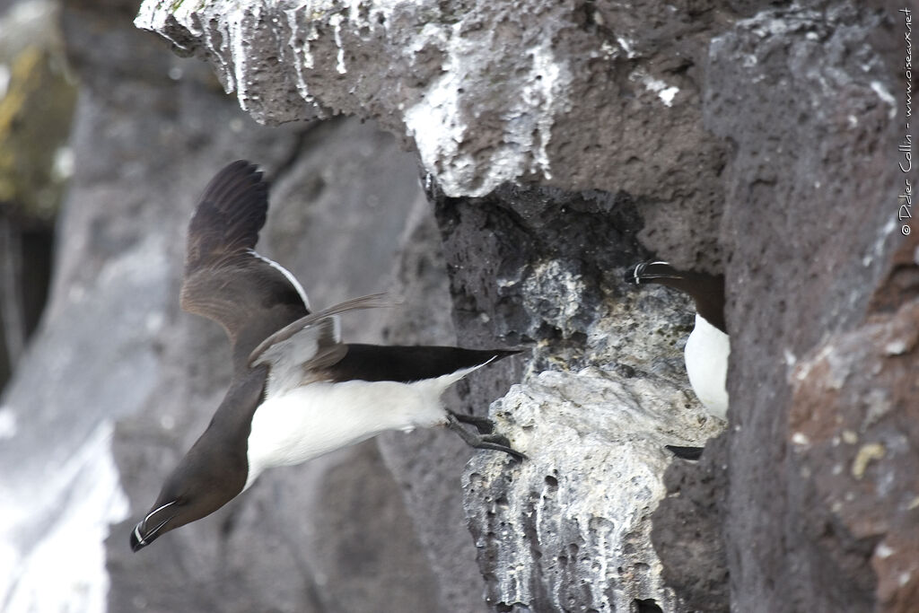 Razorbill