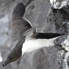 Razorbill