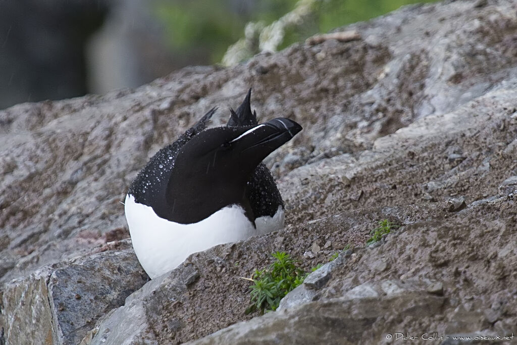 Pingouin tordaadulte