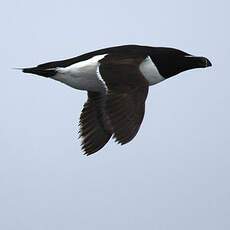 Razorbill