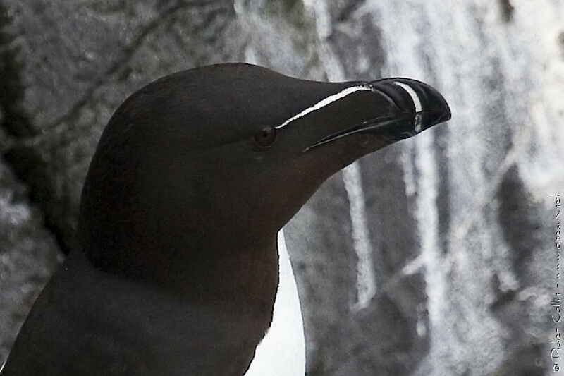 Razorbill