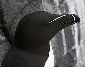 Razorbill