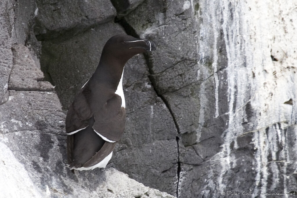 Razorbill