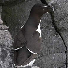 Razorbill