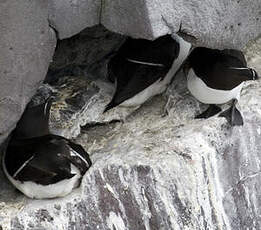 Razorbill