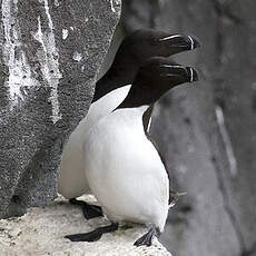 Razorbill