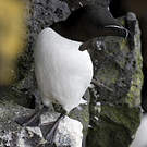 Pingouin torda