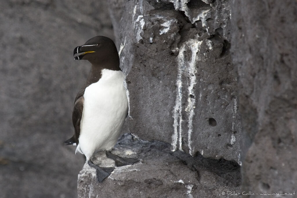 Razorbilladult breeding, identification